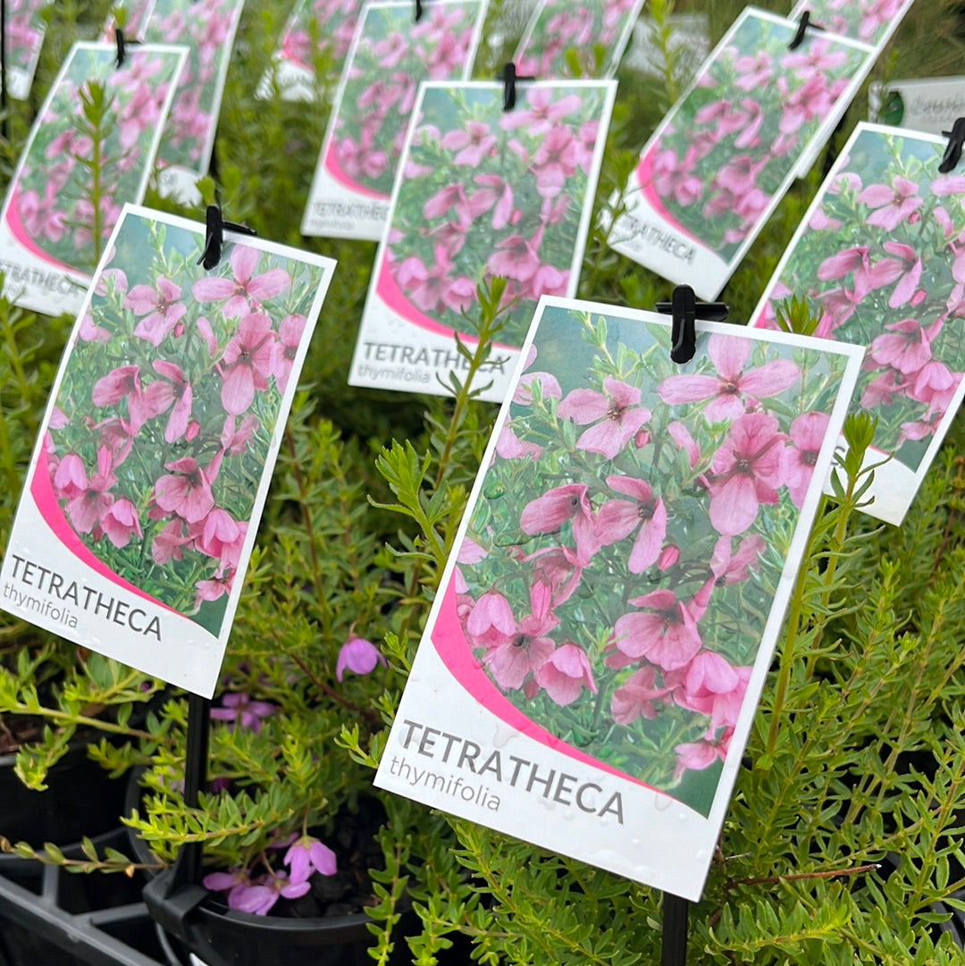 Tetratheca thymifolia pink 14cm