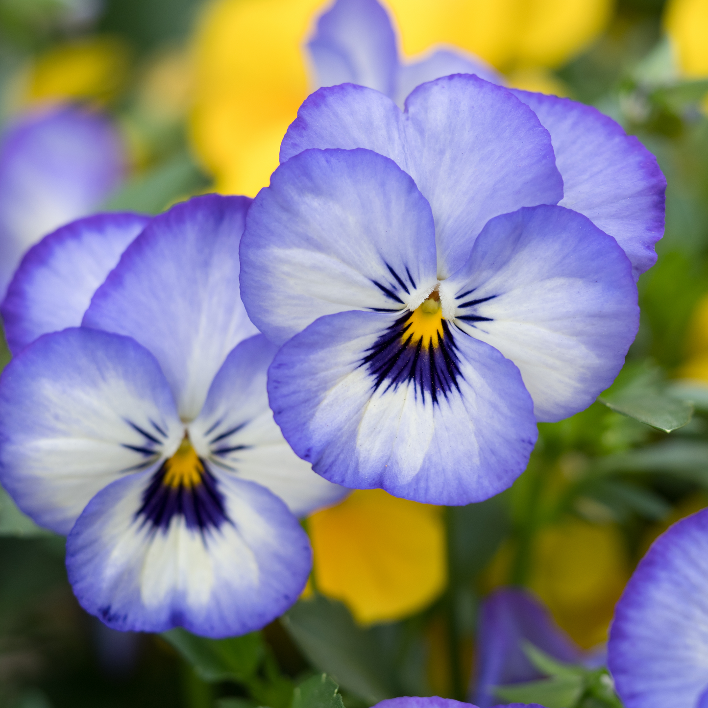 Viola assorted 100mm