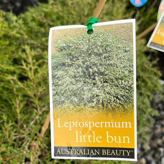 Leptospermum 'Little Bun' 20cm