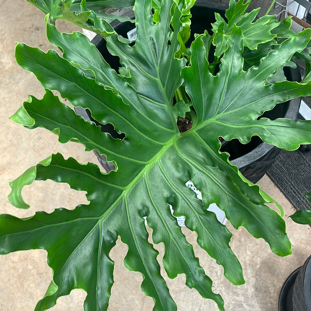Philodendron Hope 25cm