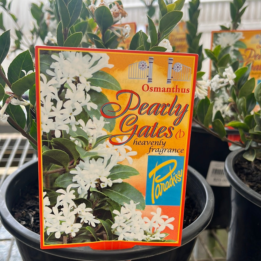 Osmanthus delvayi 'Pearly Gates' 18cm