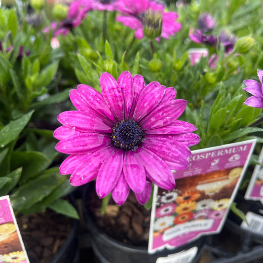 Osteospermum 'Cool Purple' 14cm