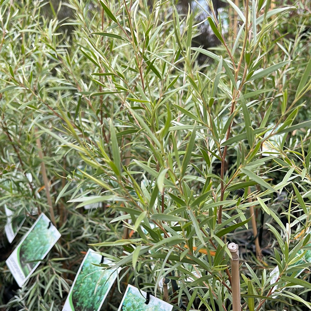 Leptospermum brachyandrum ‘Weeping Tea Tree’ 14cm