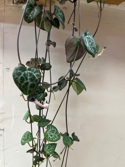 Ceropegia woodii 'Chain of Hearts' Hanging Basket 15cm