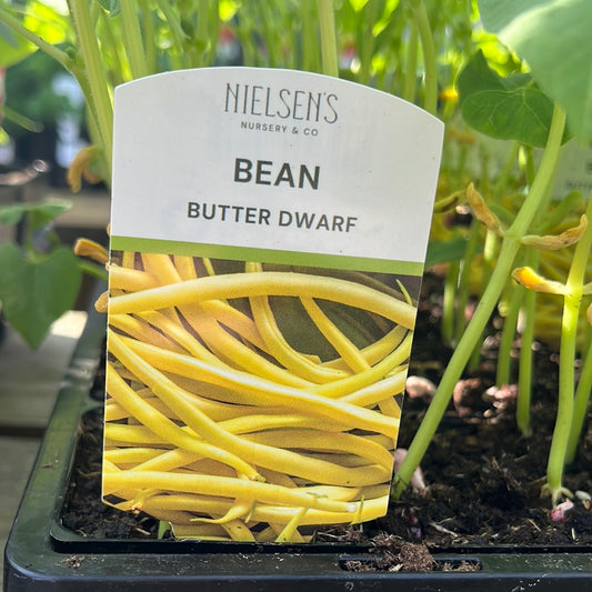 Bean Dwarf Butter Punnet