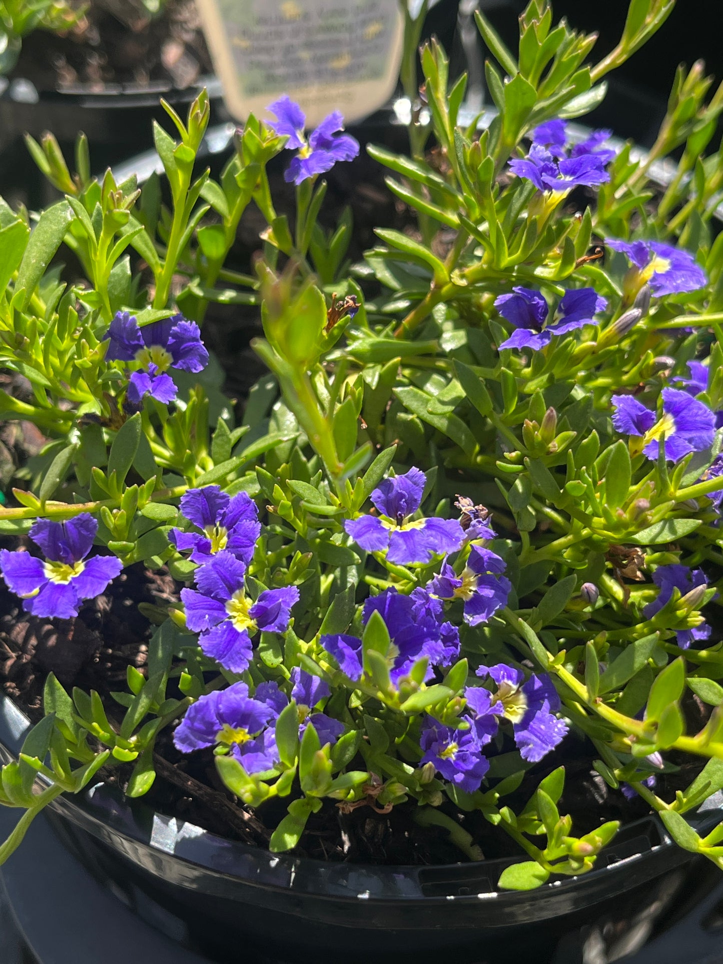 Dampiera diversifolia 14cm