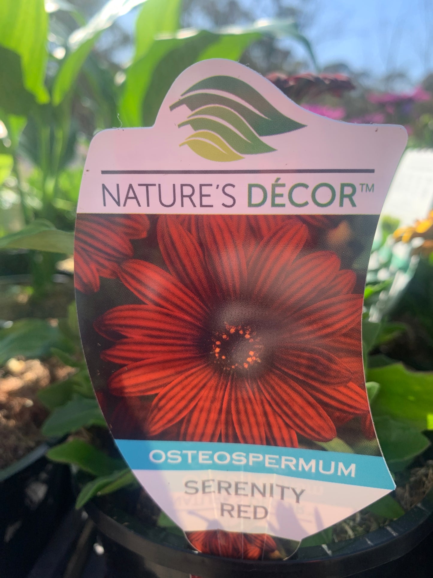 Osteospermum 'Serenity Red' 14cm