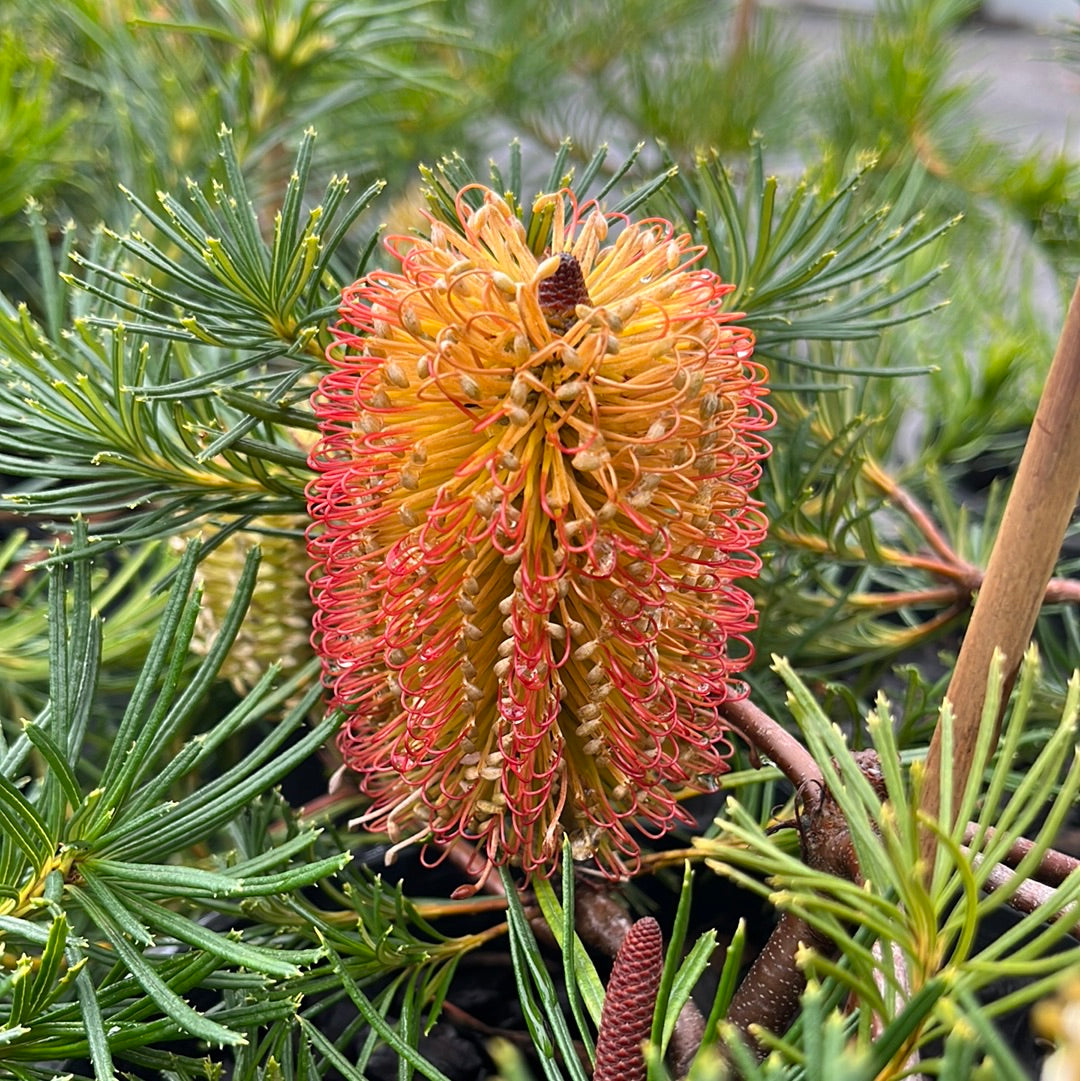 Banksia ericifolia Dwarf 18cm