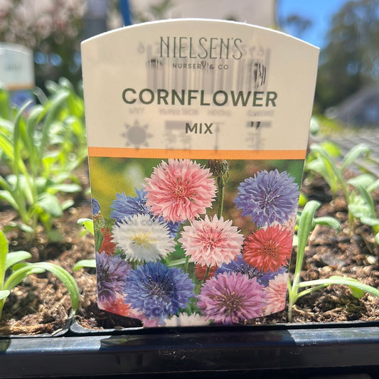 Cornflower Mix Punnet