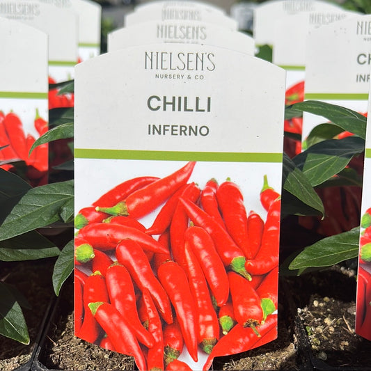 Chilli Inferno 100mm