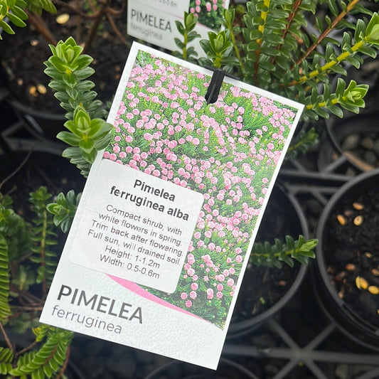 Pimelea ferruginea 'Alba' 14cm