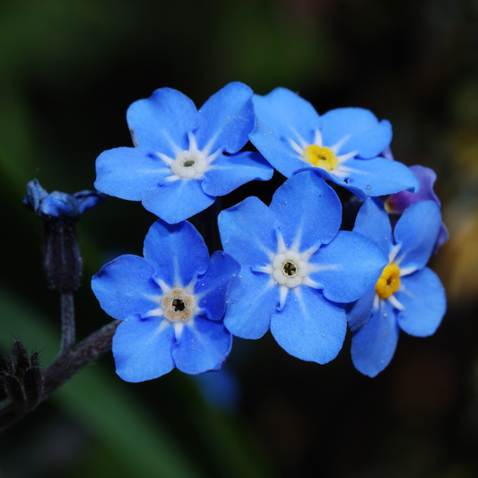 Myosotis scorpiodes 'Forget Me Not' 100mm
