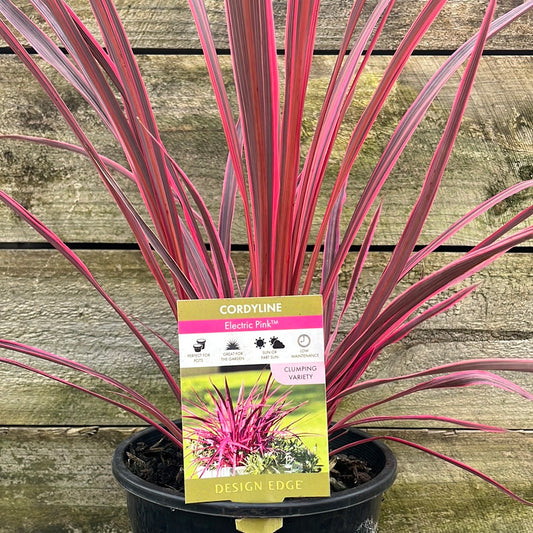 Cordyline banksii ‘Electric Pink’ 18cm