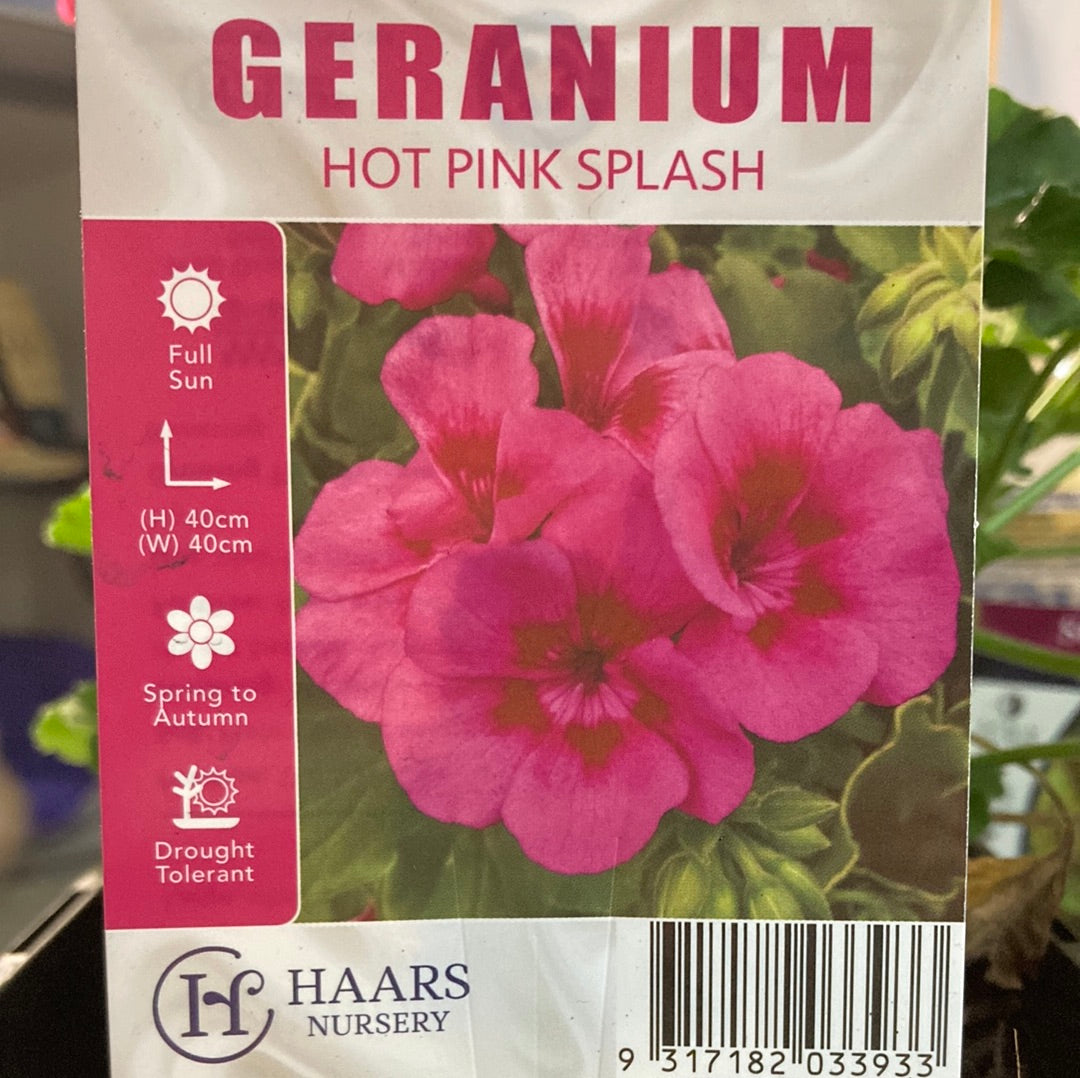 Geranium Hot Pink Splash 15cm