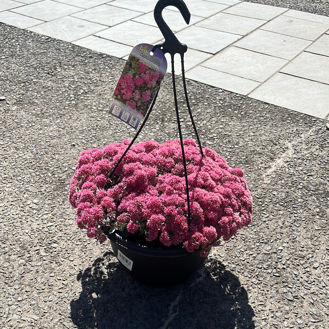 Sedum 'Rose Carpet' Hanging basket 25cm