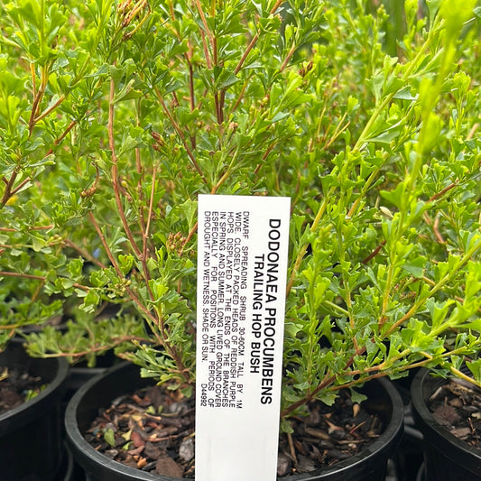 Dodonaea procumbens 'Trailing Hop Bush' 14cm