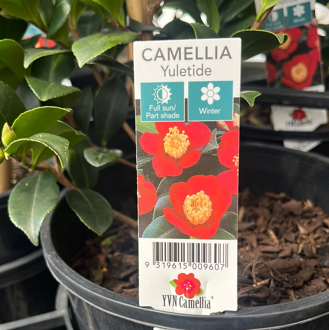 Camellia sasanqua 'Yuletide' 18cm