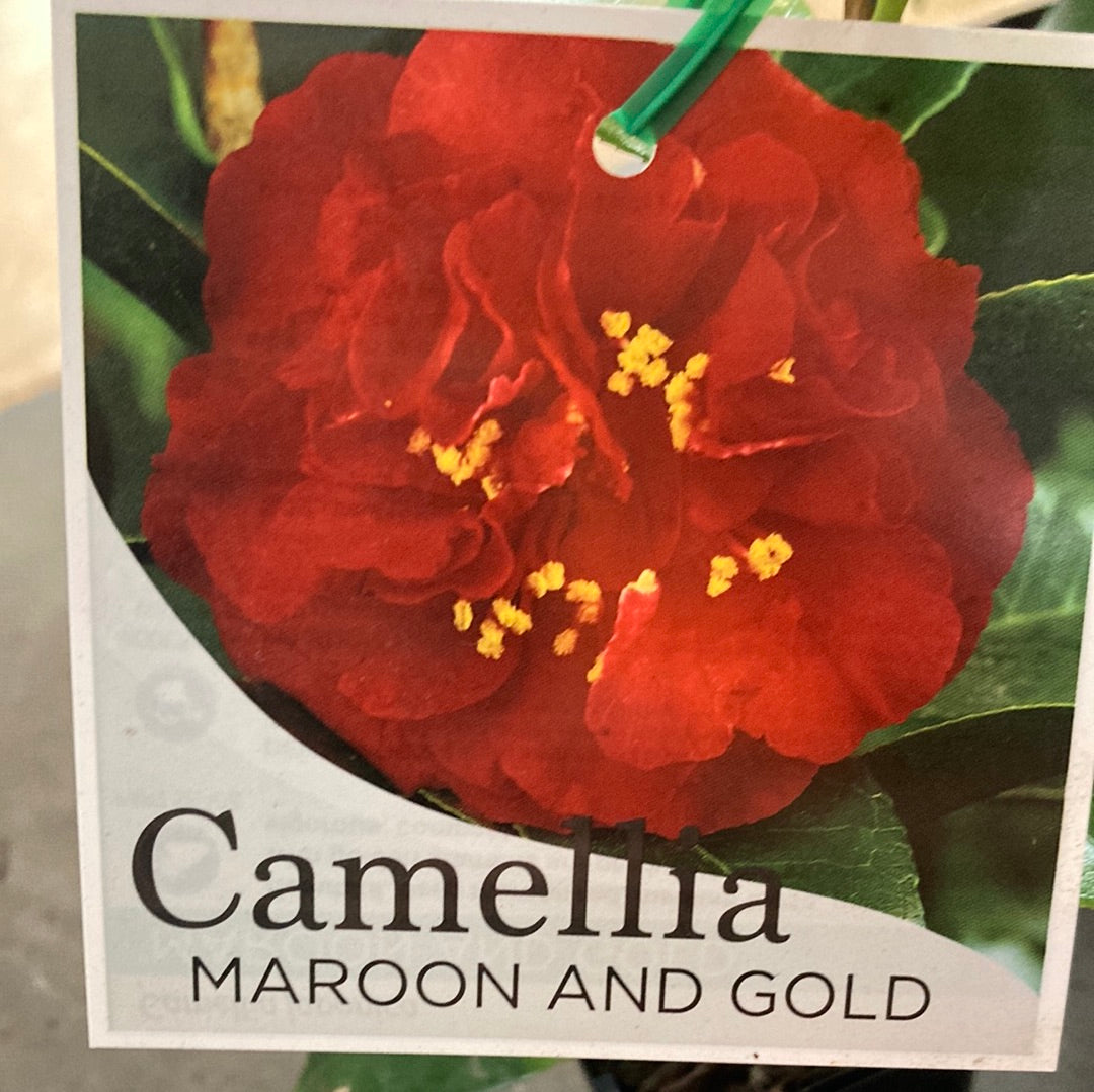 Camellia japonica 'Maroon and Gold' 7cm