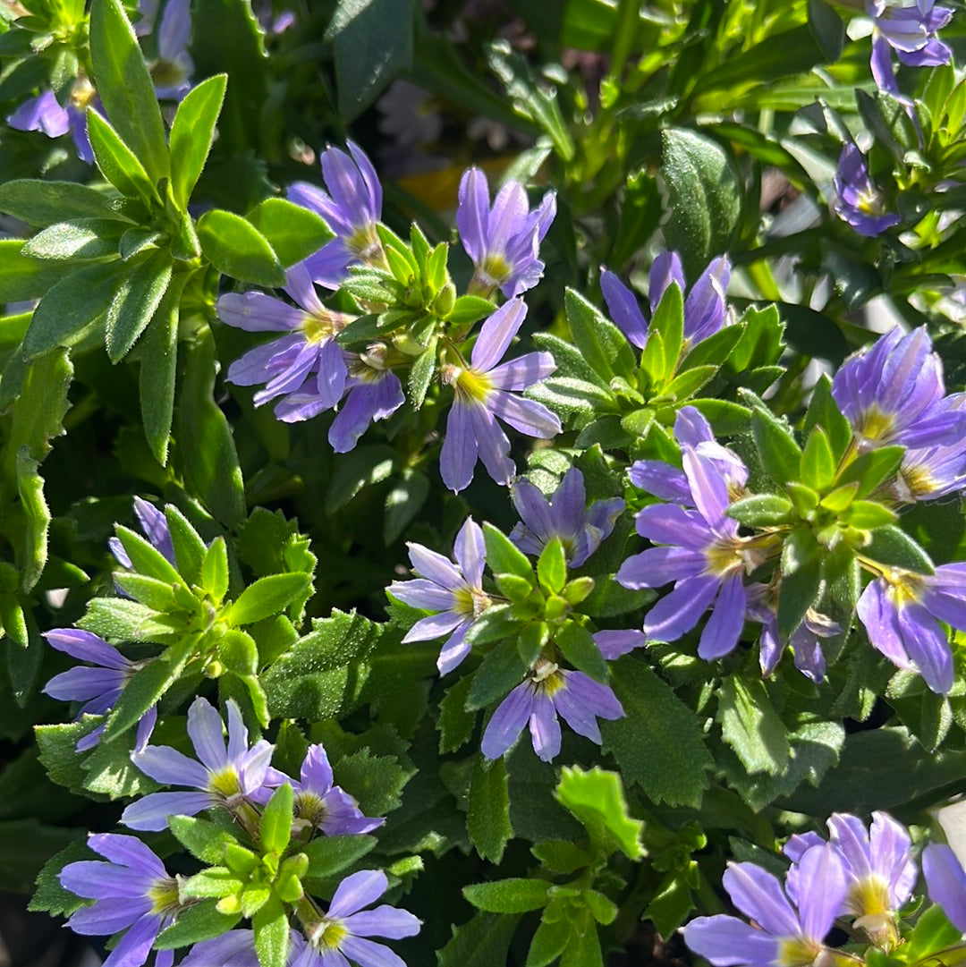 Scaevola 'Bondi Blue' 14cm