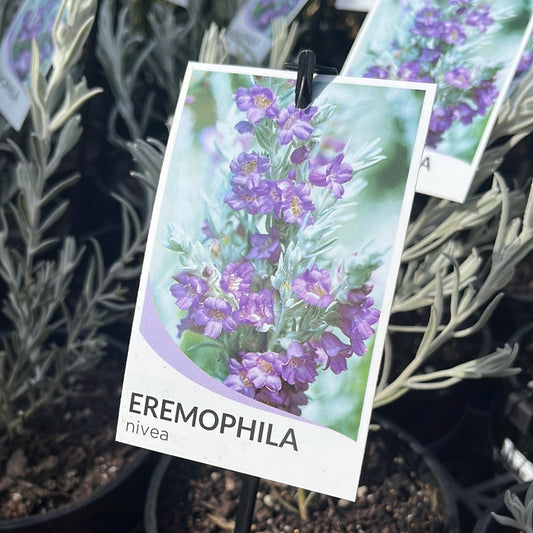 Eremophila nivea 14cm