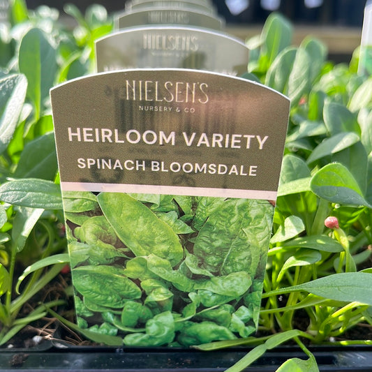 Spinach Bloomsdale Heirloom Punnet