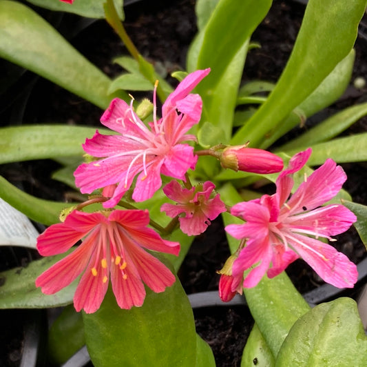 Lewisia Assorted 14cm