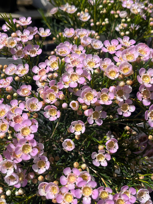 Chamelaucium unicinatum 'Sorbetto' 18cm