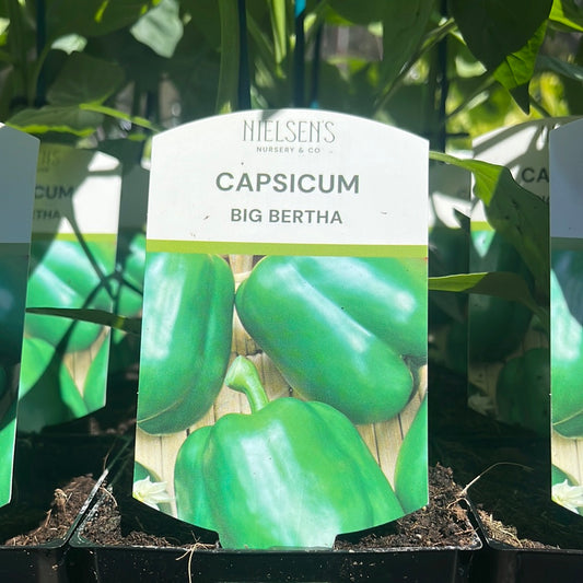 Capsicum Big Bertha 100mm