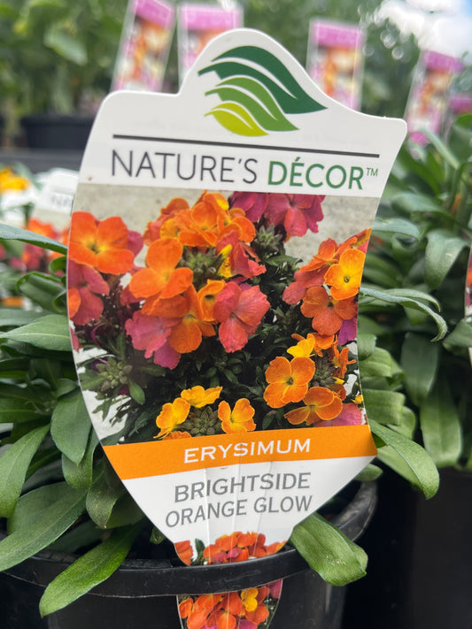 Erysimum 'Brightside Orange Glow' 14cm