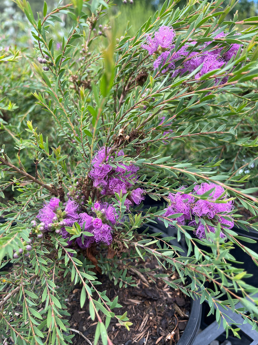 Melaleuca thymifolia ‘Thyme Honey Myrtle’ 20cm