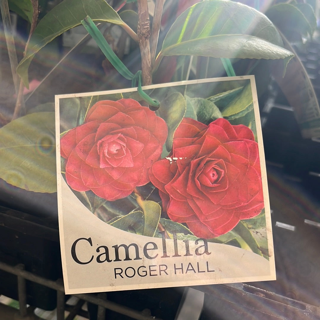 Camellia japonica 'Roger Hall' 7cm – Yarra View Garden Centre