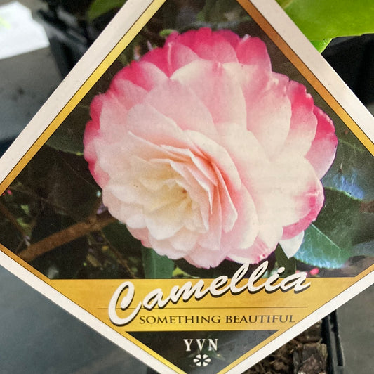 Camellia Japonica ‘Something Beautiful’￼7cm