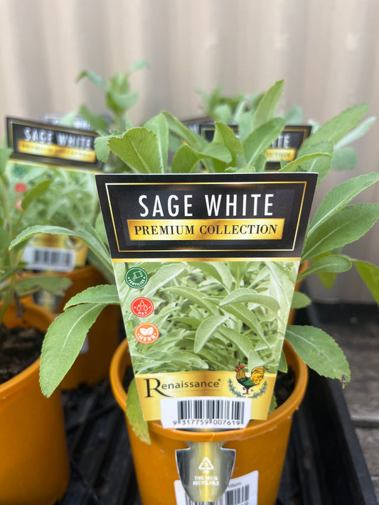 White Sage 10cm