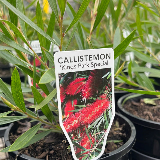 Callistemon ‘Kings Park Special’ 14cm