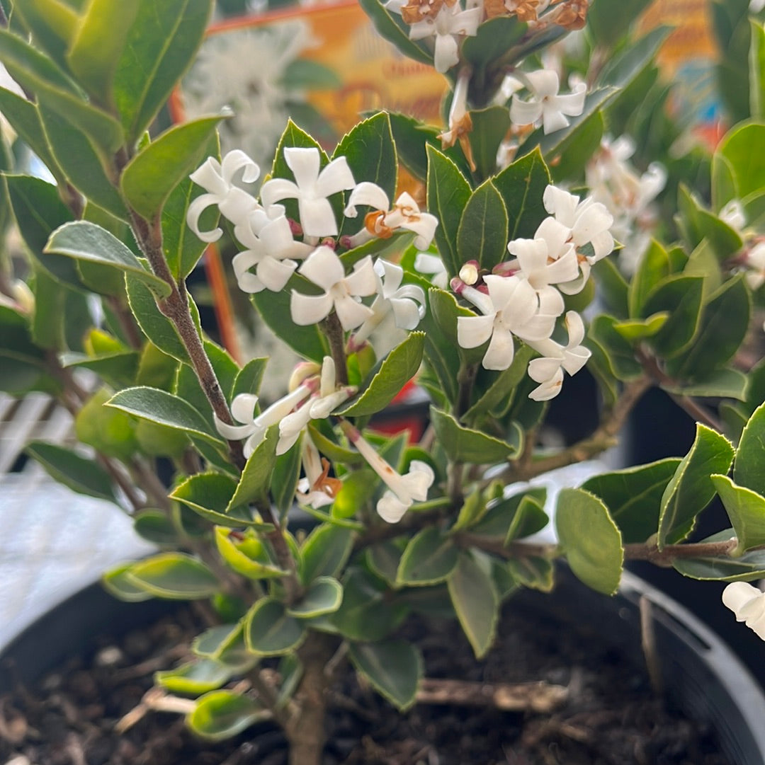 Osmanthus delvayi 'Pearly Gates' 18cm