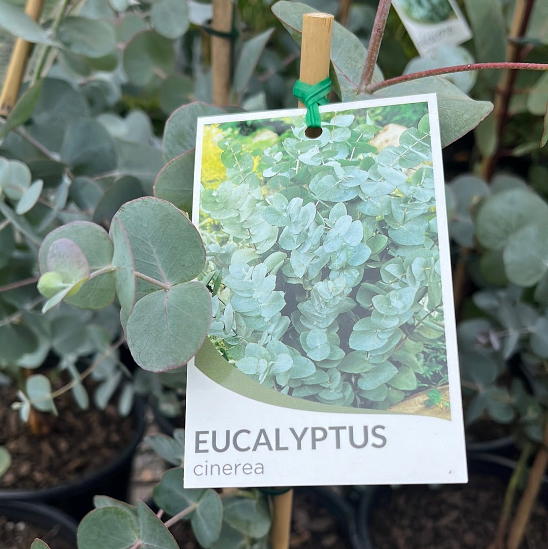 Eucalyptus cinerea 20cm