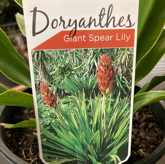 Doryanthes Palmeri “Giant Spear Lily” 20cm
