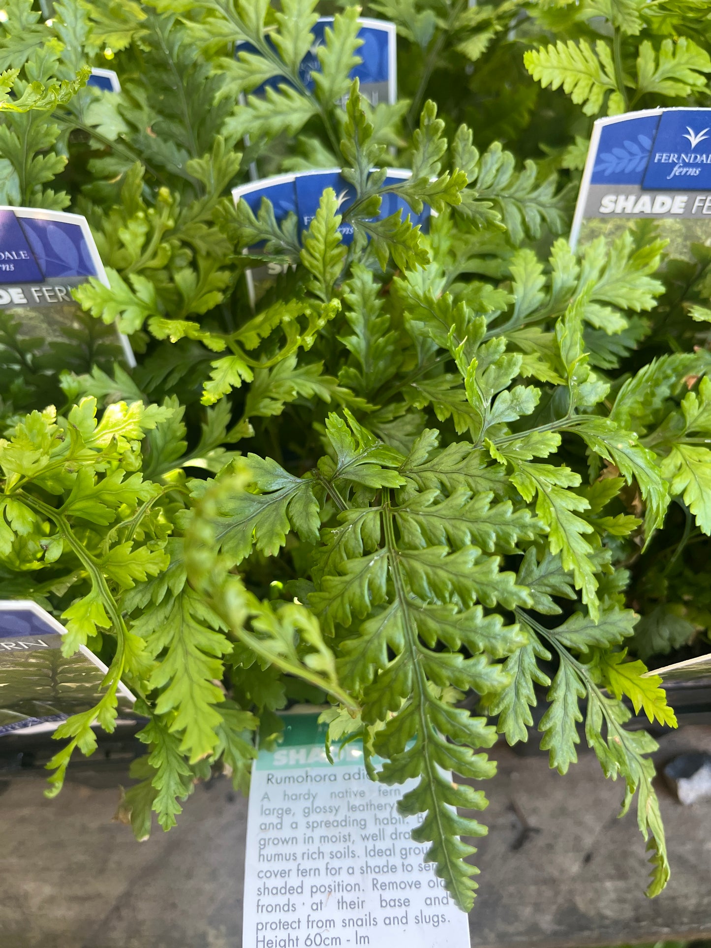 Rumohra adiantiformis ‘Leather Fern’ 7cm