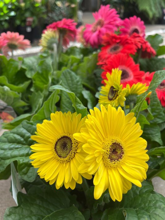 Gerbera Joybera 20cm