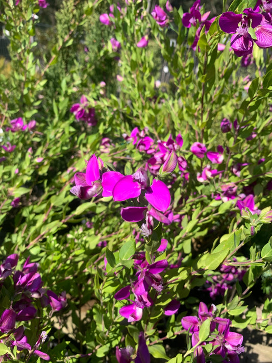 Polygala x dalmaisiana 'Sweet Pea Shrub' 20cm