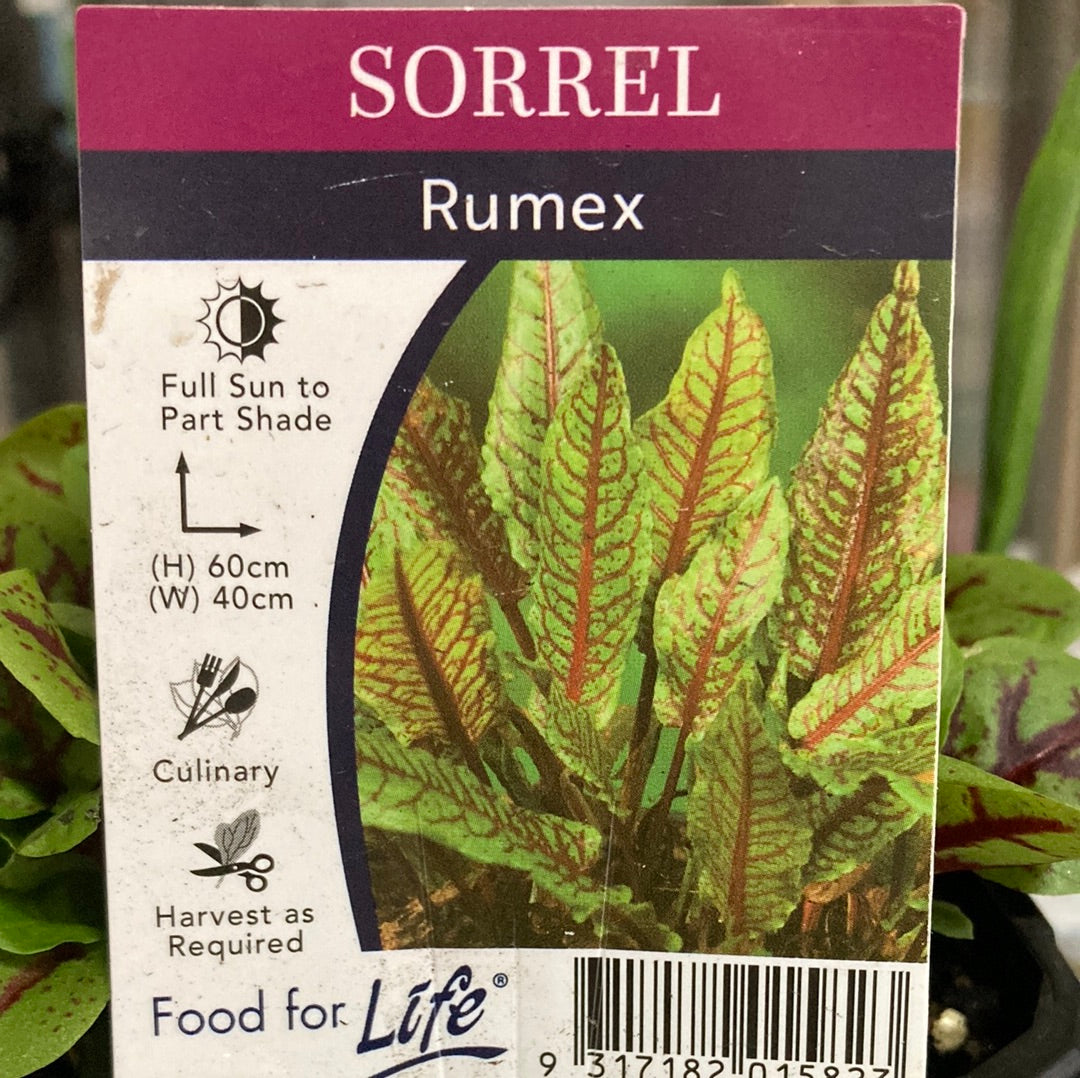 Sorrel Rumex 95mm