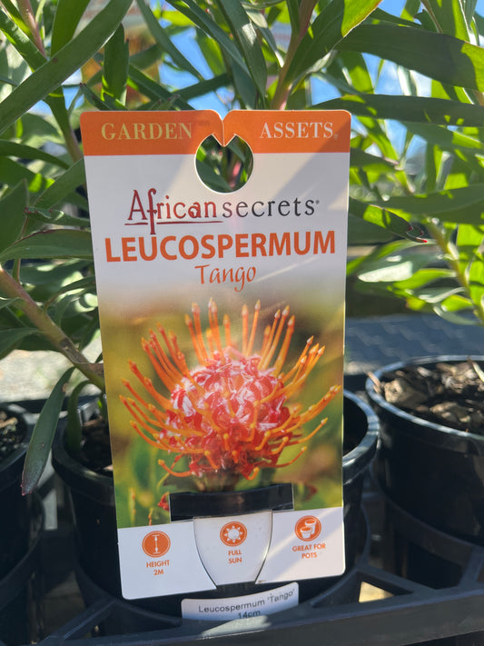 Leucospermum 'Tango' 14cm