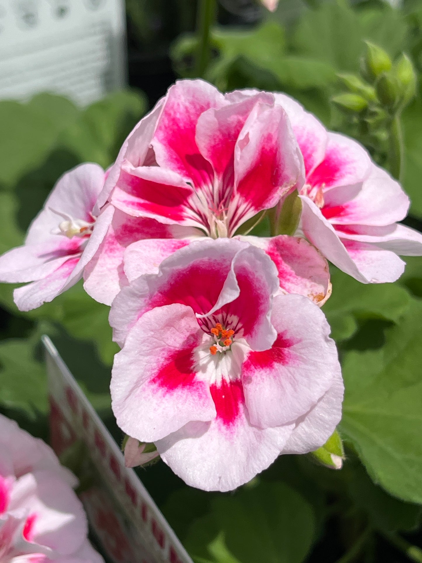 Pelagonium Flower Fairy White 15cm