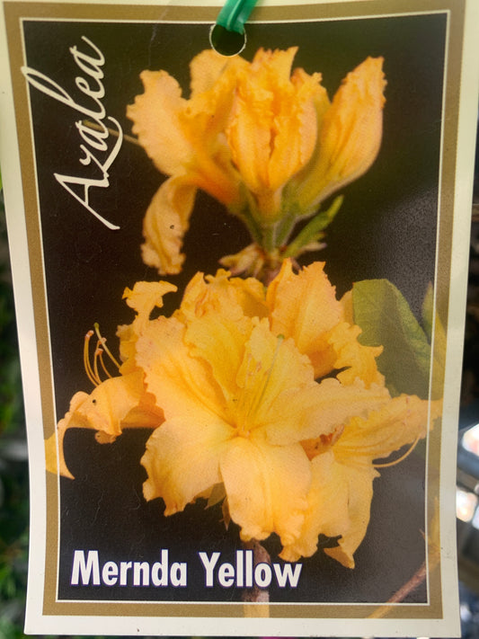 Azalea 'Mollis Mernda Yellow’ 20cm