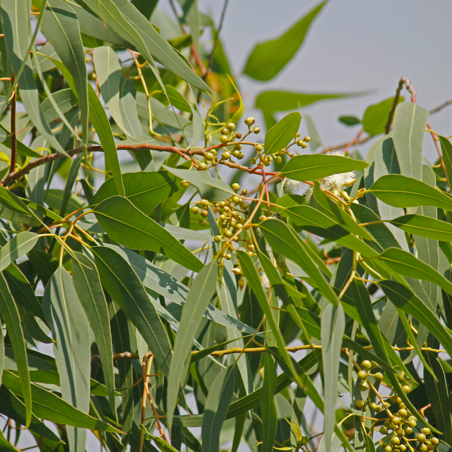 Corymbia citriodora 'Lemon Scented Gum Tree' 25cm