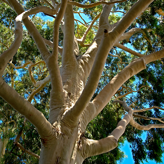 Corymbia citriodora 'Lemon Scented Gum Tree' 25cm