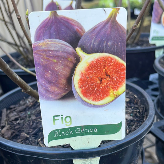 Ficus 'Fig Black Genoa' 20cm