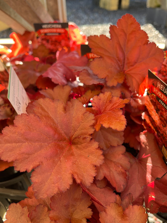 Heuchera 'Forever Red' 14cm