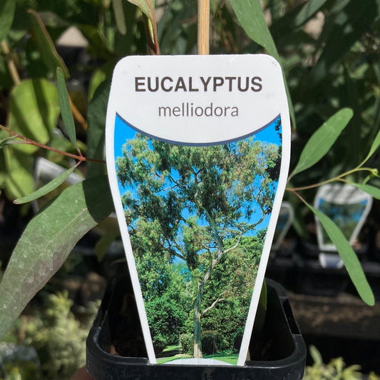 Eucalyptus melliodora 7cm