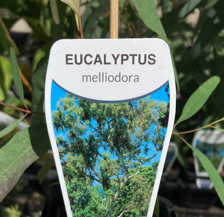 Eucalyptus melliodora 20cm